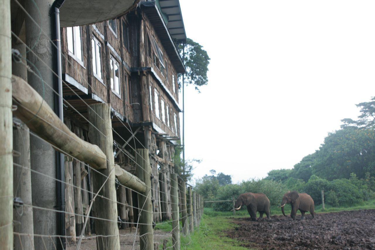 Mweiga Treetops מראה חיצוני תמונה