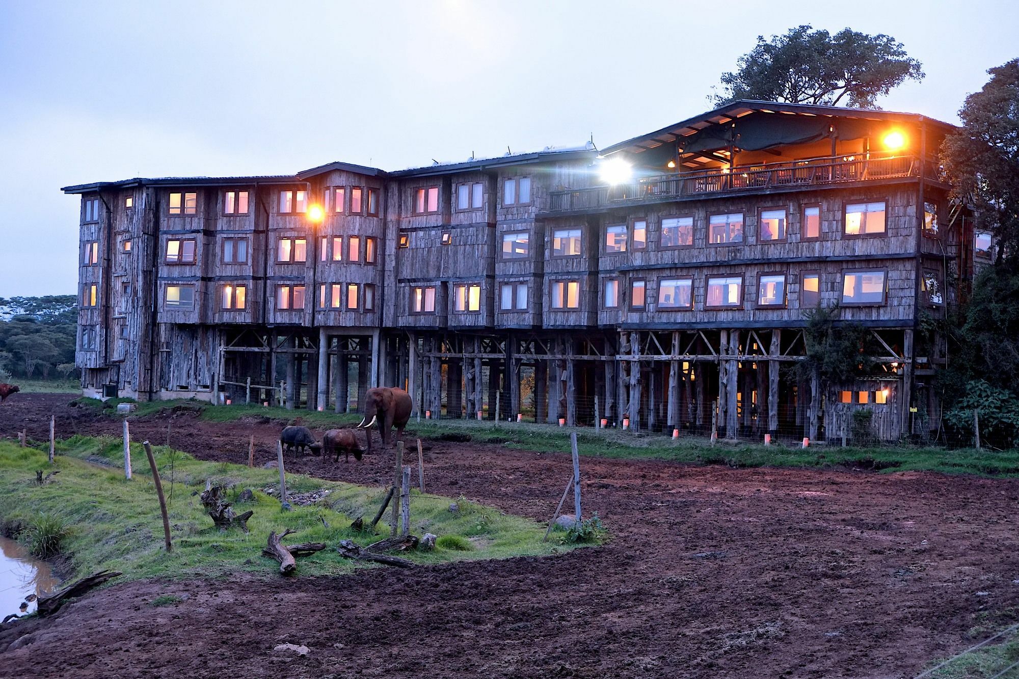 Mweiga Treetops מראה חיצוני תמונה